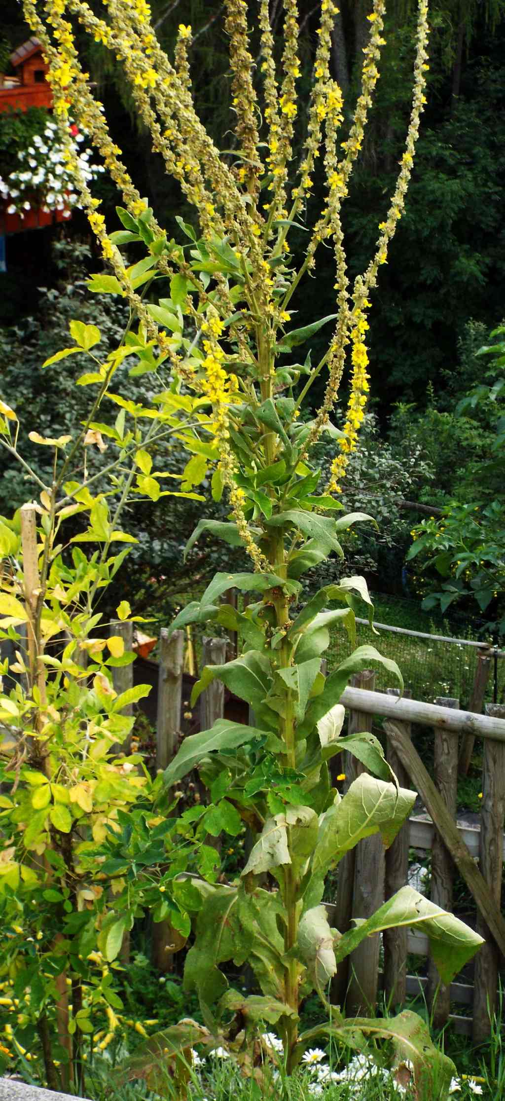 Verbascum cfr. lychnitis (Lamiales - Scrophulariaceae)